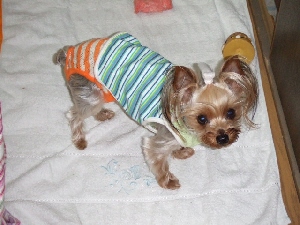 2008_0415 はる0035.jpg