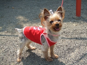 2008_0422 はる0036.jpg
