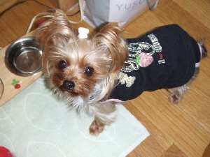 2008_0422 はる0046.jpg