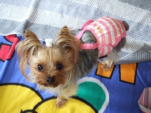 2008_0423 はる0030.jpg