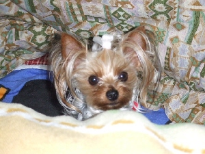 2008_0426 はる0038.jpg
