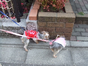 2008_0429 はる0029.jpg