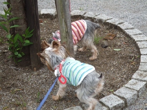2008_0501 はる0037.jpg