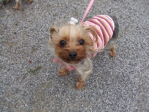 2008_0501 はる0038.jpg
