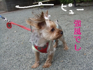 2008_0501 はる0039.jpg