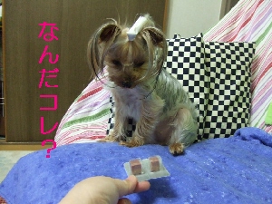 2008_0501 はる0044.jpg