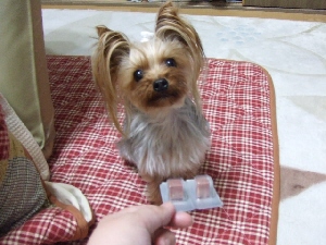 2008_0501 はる0046.jpg