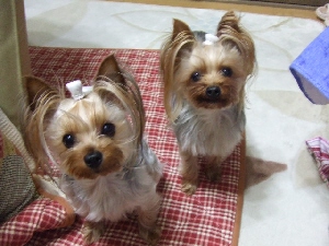 2008_0501 はる0060.jpg