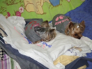 2008_0513 はる0029.jpg