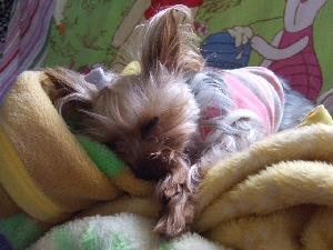 2008_0515 はる0034.jpg