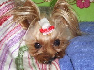 2008_0516 はる0040.jpg