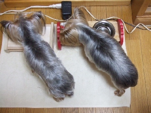 2008_0516 はる0046.jpg