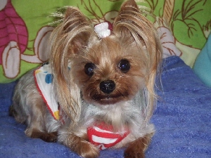2008_0517 はる0053.jpg