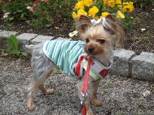 2008_0519 はる0034.jpg
