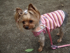 2008_0519 はる0043.jpg