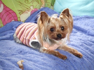 2008_0519 はる0044.jpg