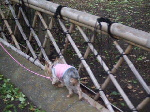 2008_0520 はる0039.jpg
