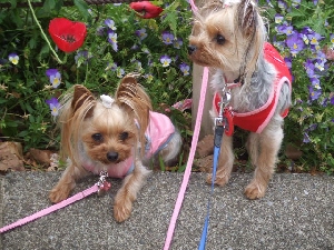 2008_0520 はる0045.jpg