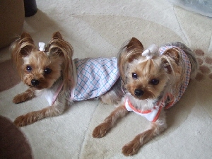 2008_0522 はる0040.jpg