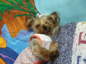 2008_0523 はる0036.jpg