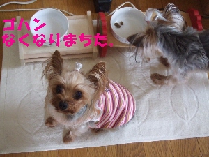 2008_0526 はる0043.jpg