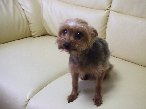 2008_0528 はる0030.jpg
