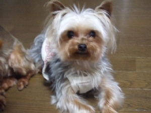2008_0528 はる0037.jpg