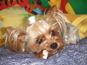 2008_0529 はる0035.jpg