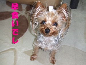 2008_0529 はる0036.jpg