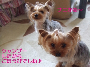 2008_0601 はる0027.jpg