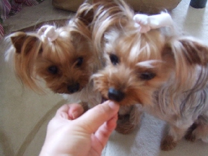 2008_0601 はる0031.jpg