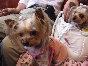 2008_0602 はる0030.jpg