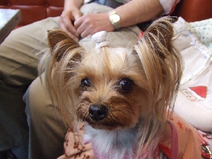 2008_0602 はる0032.jpg