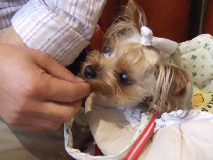 2008_0602 はる0040.jpg