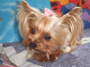 2008_0607 はる0029.jpg