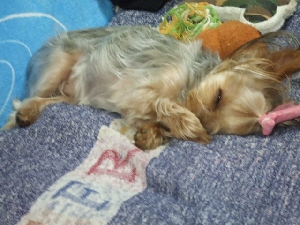 2008_0608 はる0028.jpg