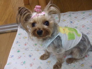 2008_0608 はる0046.jpg