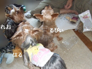 2008_0613 はる0029.jpg