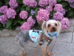 2008_0616 はる0035.jpg