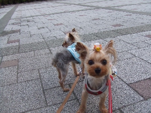 2008_0616 はる0036.jpg