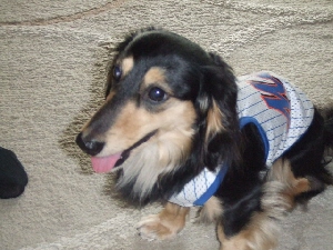 2008_0617 はる0031.jpg