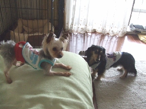 2008_0617 はる0038.jpg