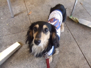 2008_0617 はる0041.jpg