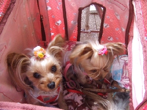 2008_0617 はる0048.jpg