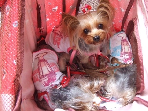 2008_0617 はる0051.jpg
