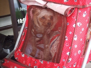 2008_0618 はる0077.jpg