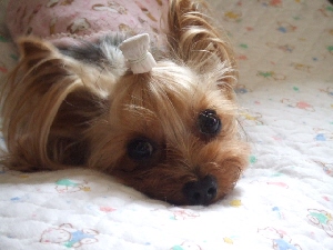 2008_0625 はる0027.jpg