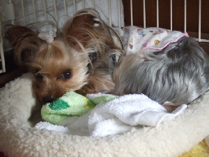 2008_0625 はる0031.jpg