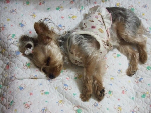 2008_0625 はる0032.jpg