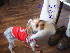 2008_0630 はる0046.jpg